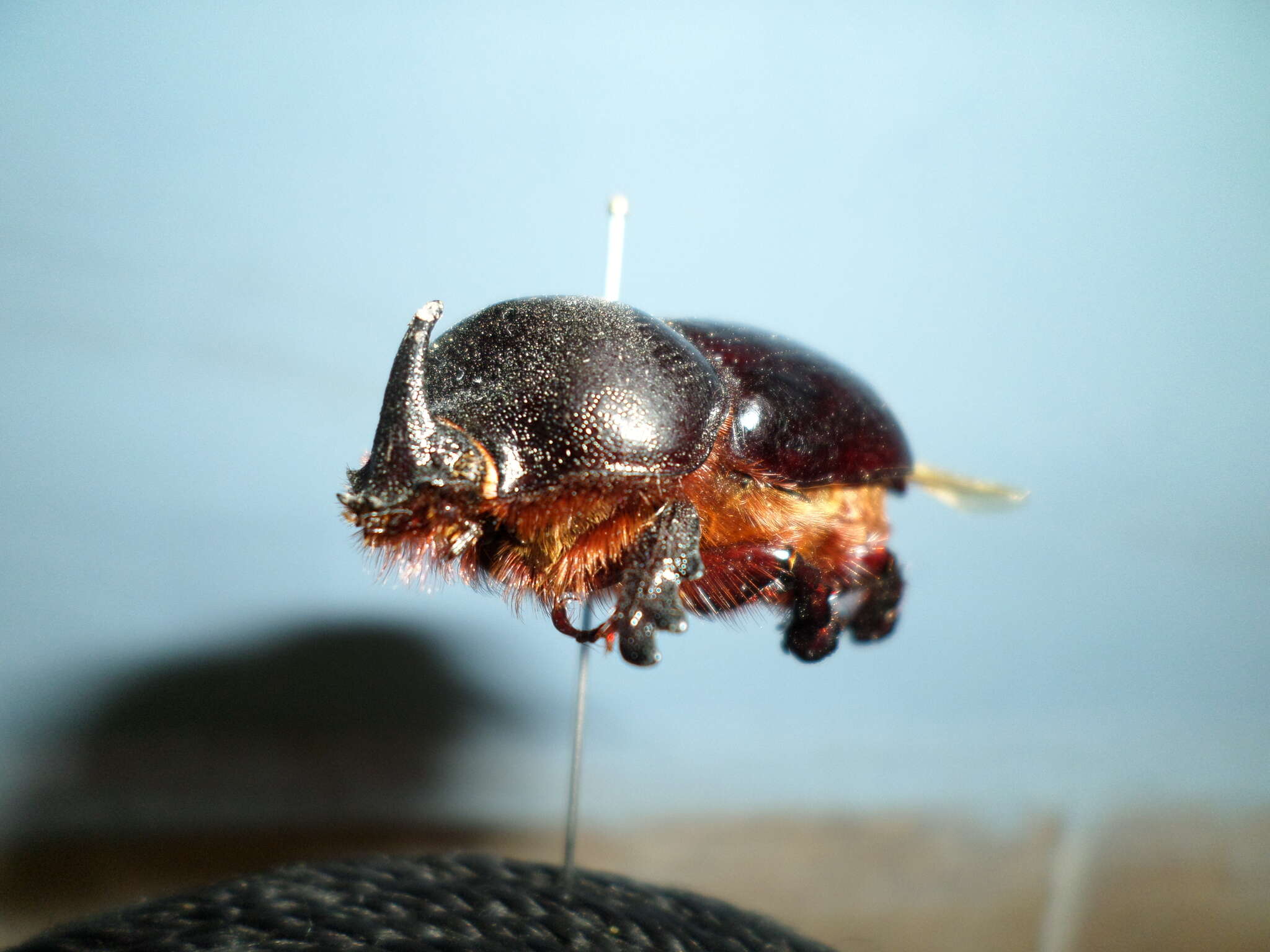 Image of Xyloryctes orientalis Bitar & Morón 2014