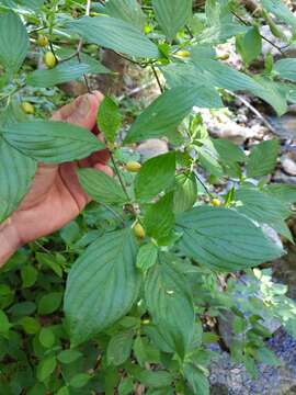 Слика од Cornus sessilis Torr.