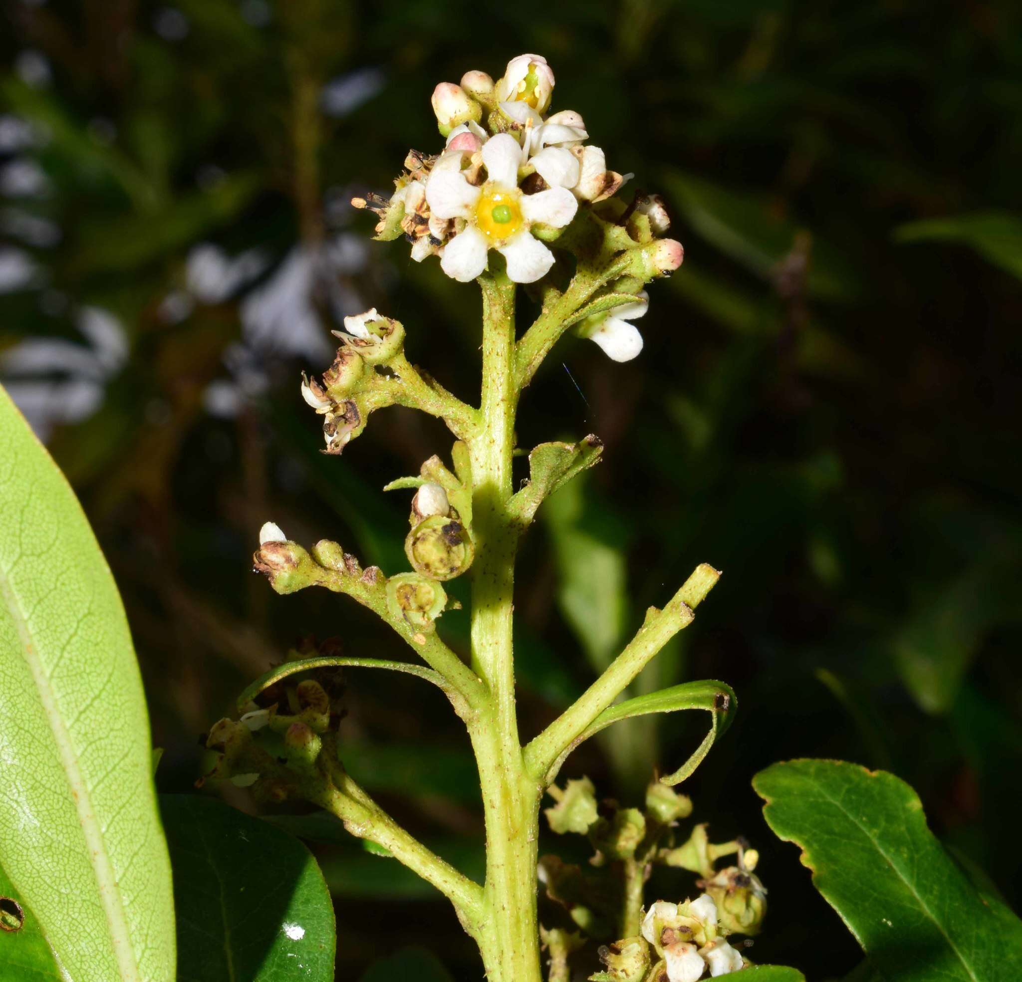 Image of Escallonia paniculata (Ruiz & Pav.) Roem. & Schult.