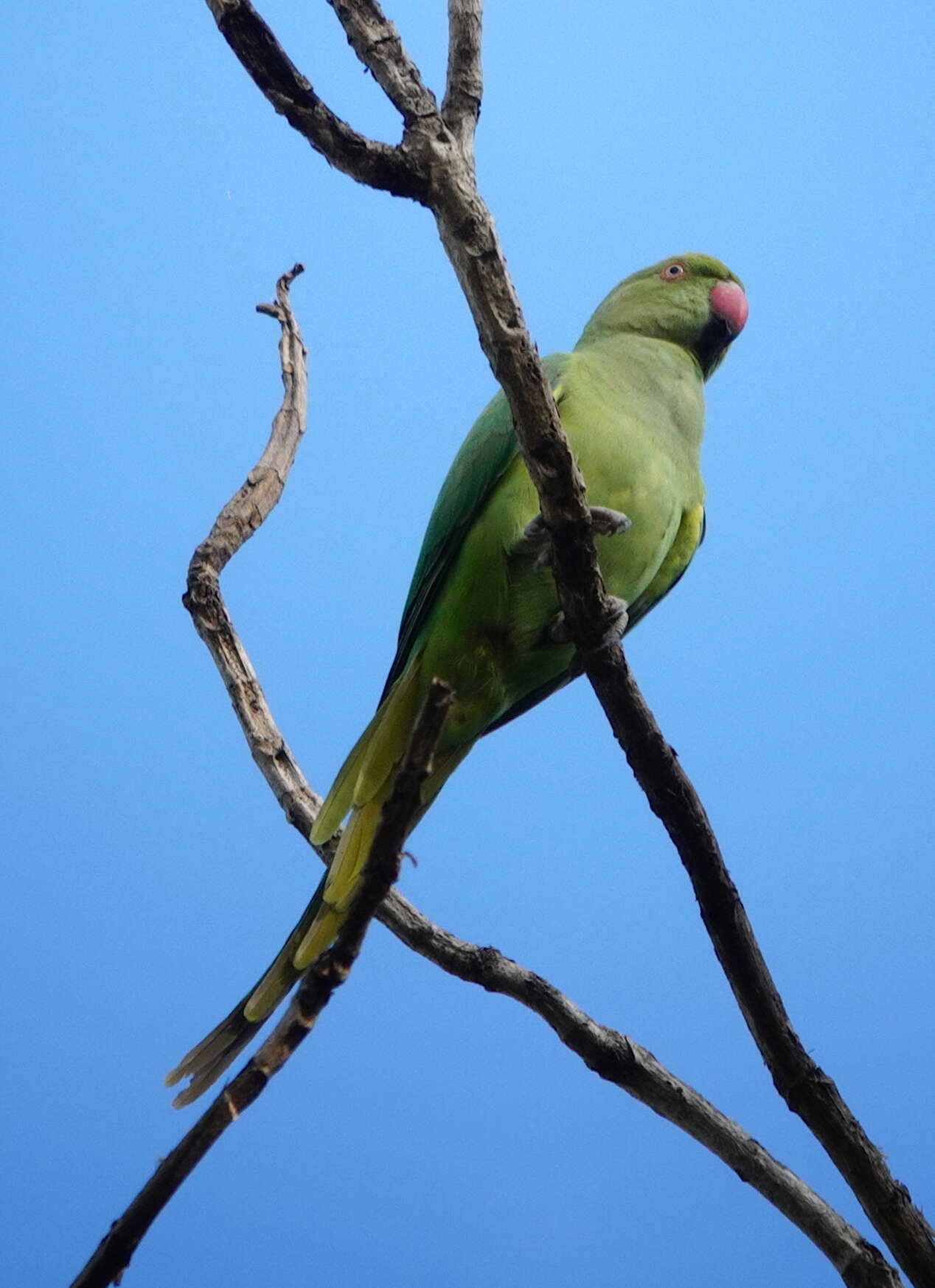 Image of Indian Ring Necked Parakeet