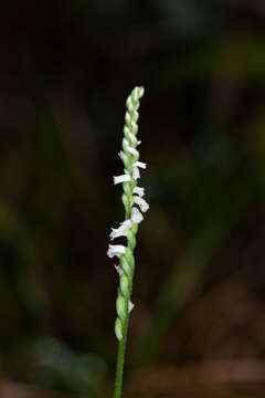 Image of Spiranthes hongkongensis S. Y. Hu & Barretto