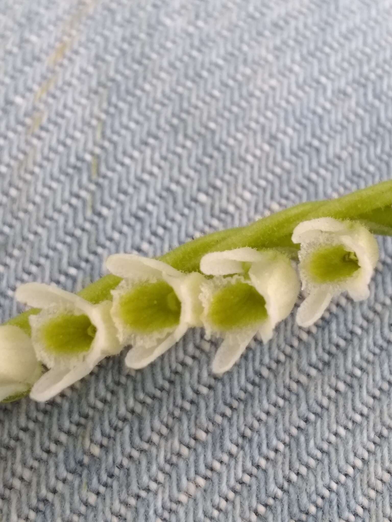 Image of Southern lady's tresses