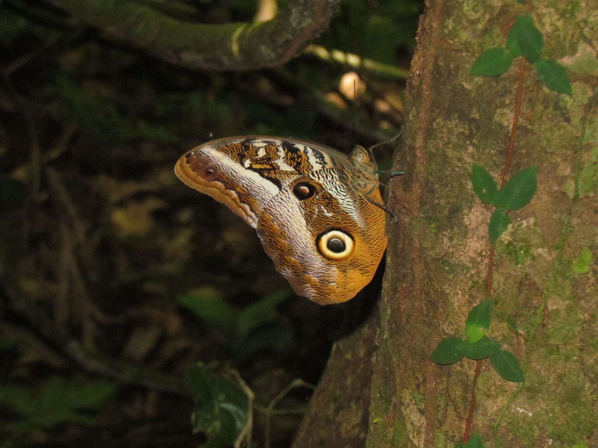 Image of Caligo idomeneus Linnaeus 1758