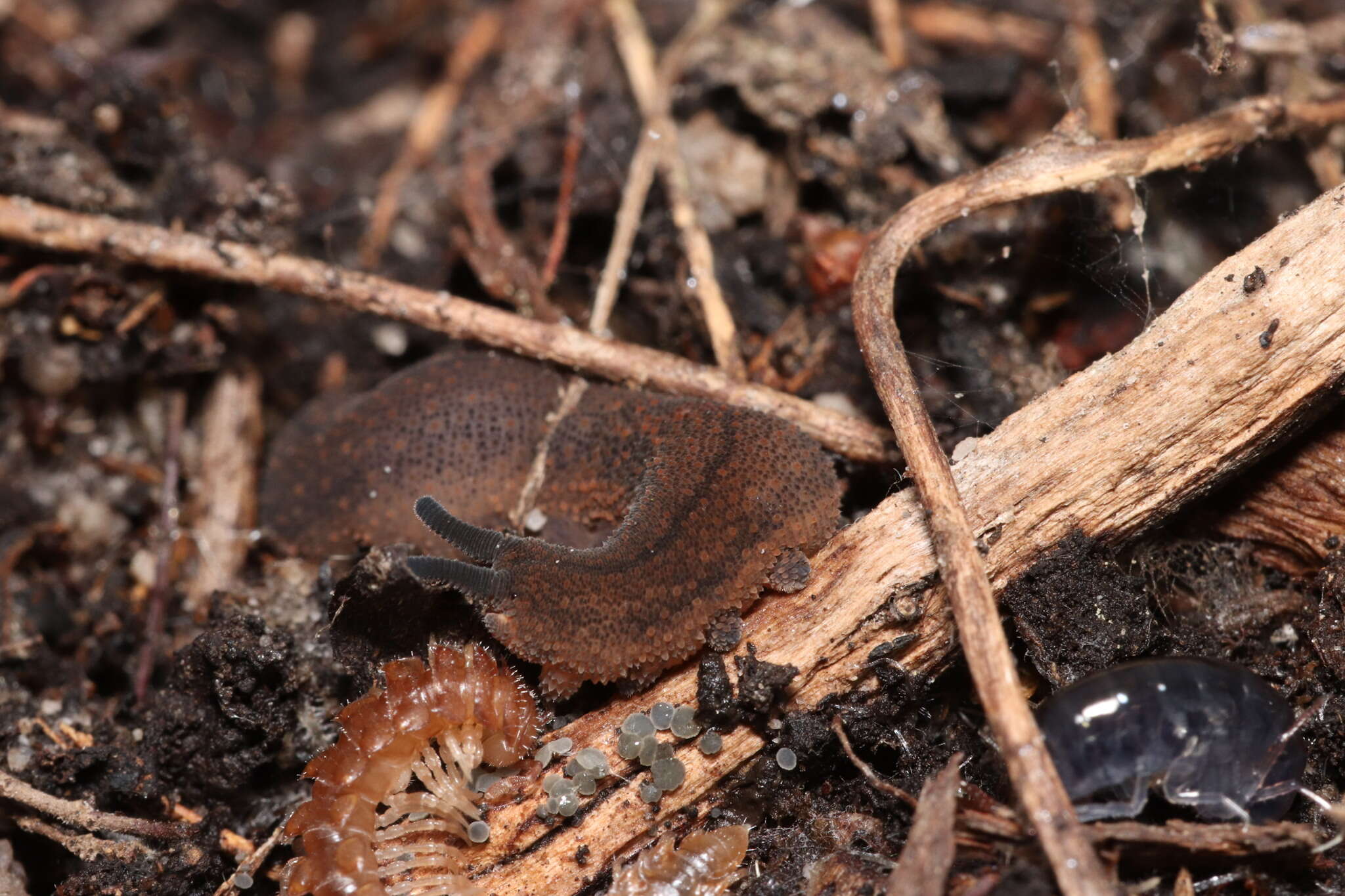 Image of Peripatopsis lawrencei McDonald, Ruhberg & Daniels 2012