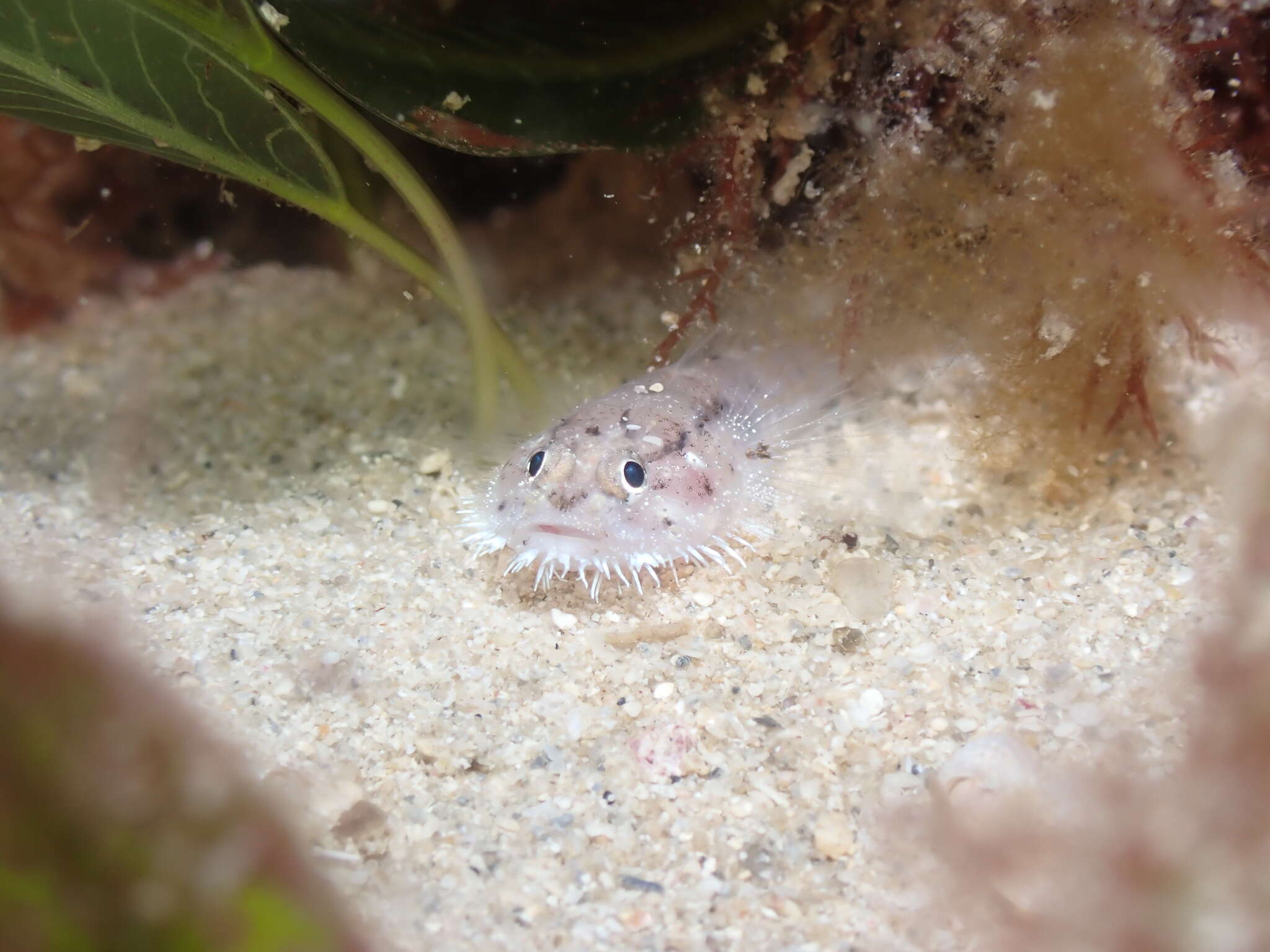 Image of Barbuligobius