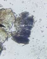 Image of <i>Bilimbia lobulata</i>