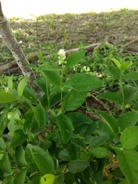 Imagem de Citharexylum berlandieri S. Watson