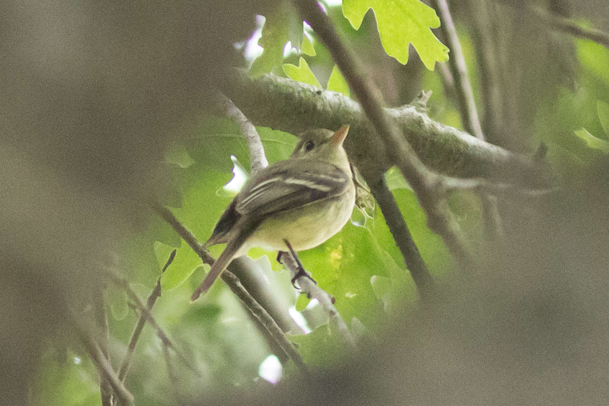 Image of Pacific-slope Flycatcher