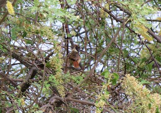 Image of Collared Antshrike