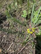 Imagem de Astragalus chlorodontus Bunge