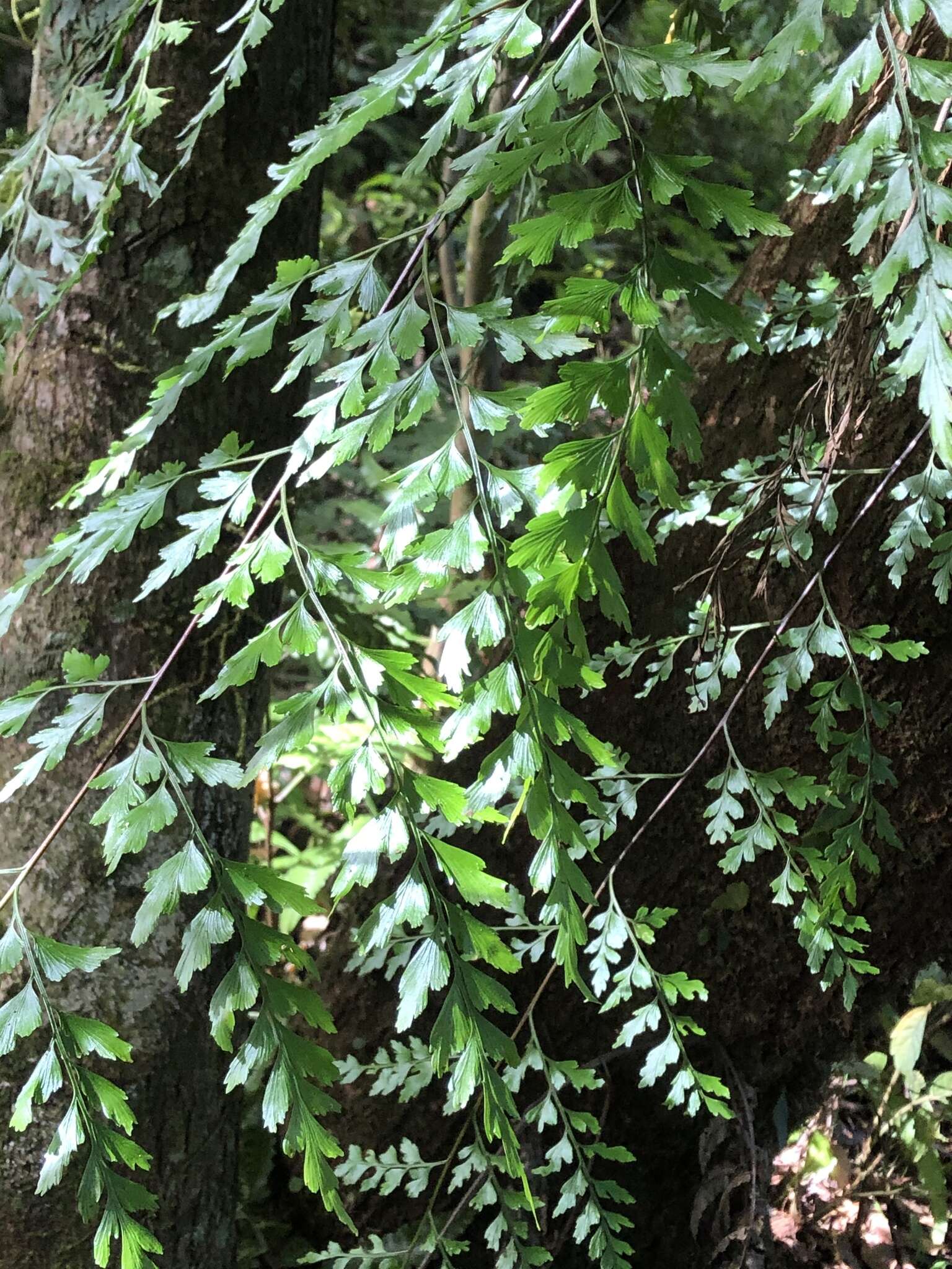 Asplenium neolaserpitifolium Tard. & Ching resmi