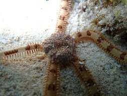 Image of Reticulated brittle star