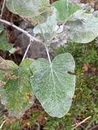 Image of Helichrysum populifolium DC.