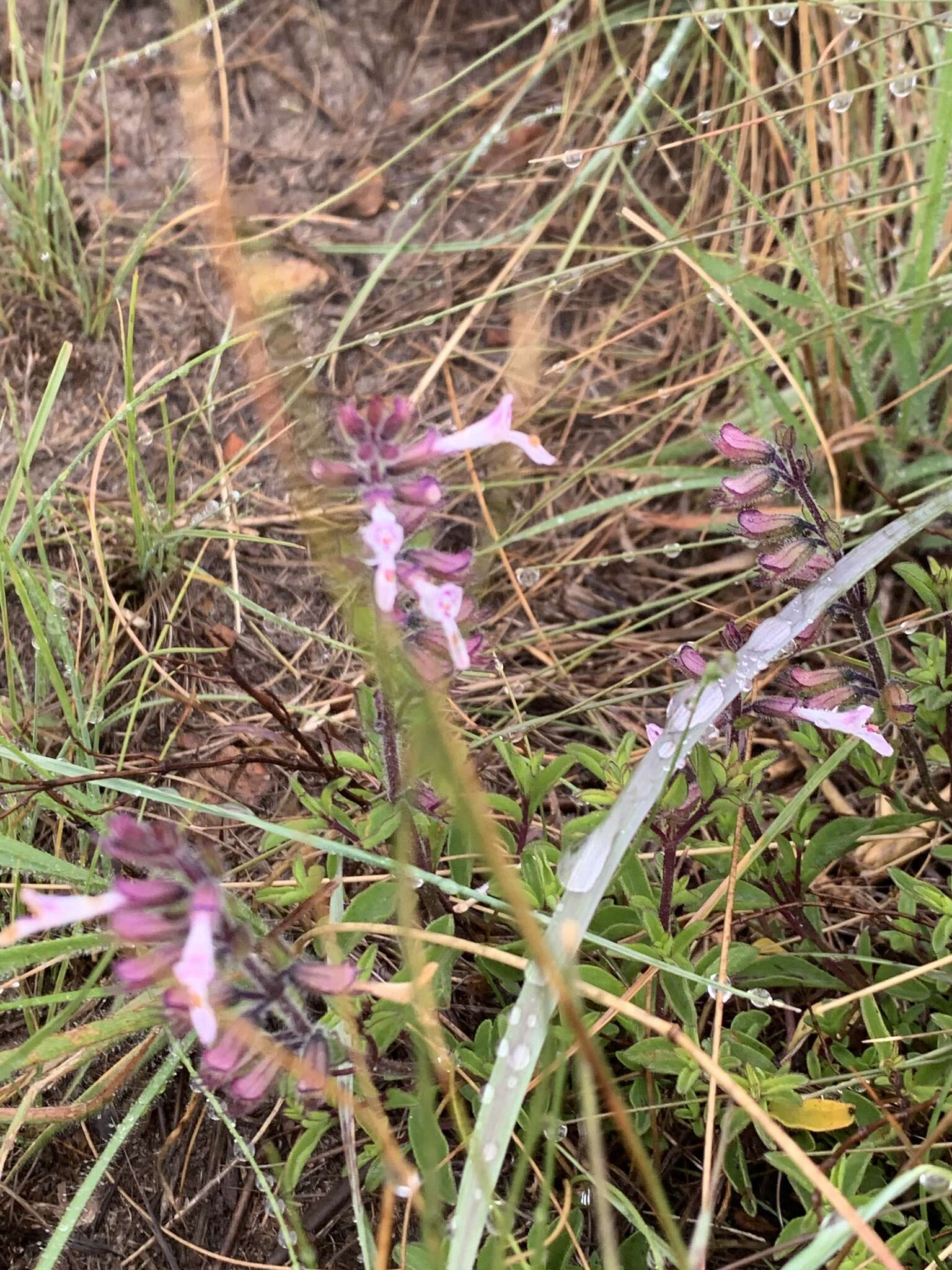 Image of Syncolostemon pretoriae (Gürke) D. F. Otieno