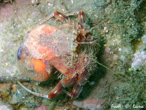 Image of Prideaux's hermit crab