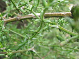 Image of Westringia rigida R. Br.