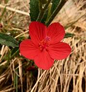 Image of Dwarf red hibiscus