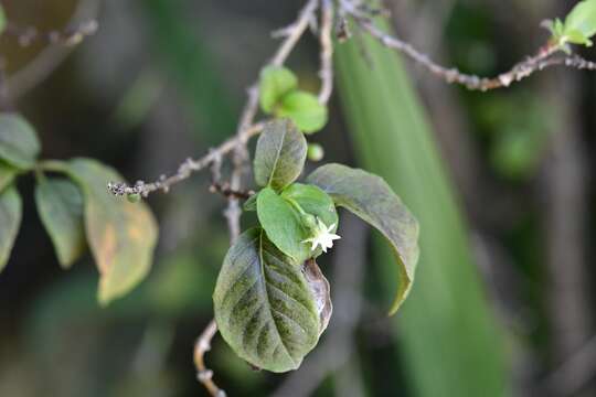 Imagem de Fuchsia encliandra subsp. tetradactyla (Lindl.) Breedlove