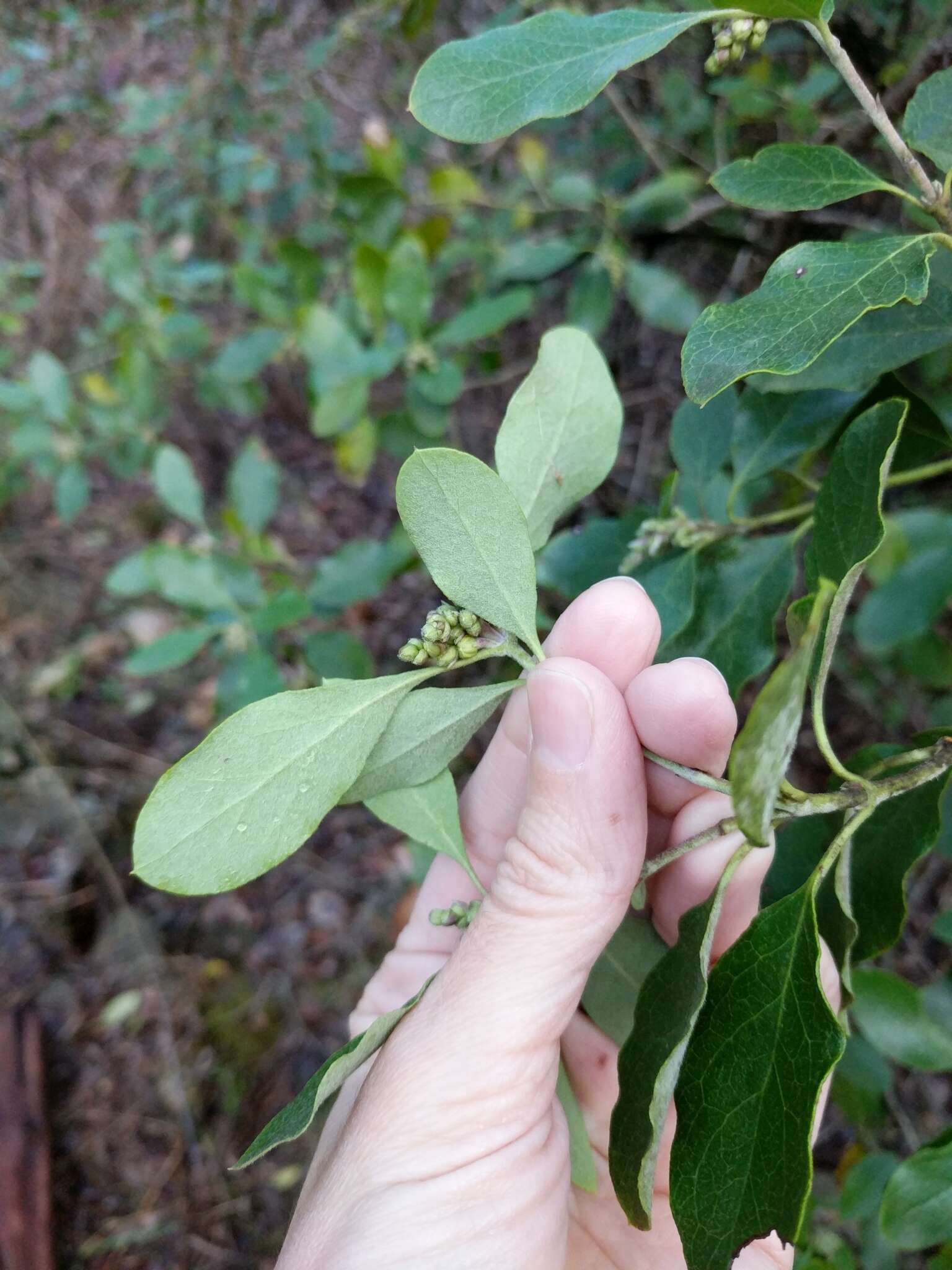 Image of Lindheimer's silktassel