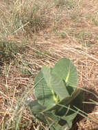 Image of broadleaf milkweed