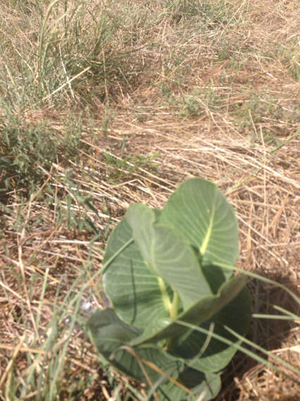 Image of broadleaf milkweed