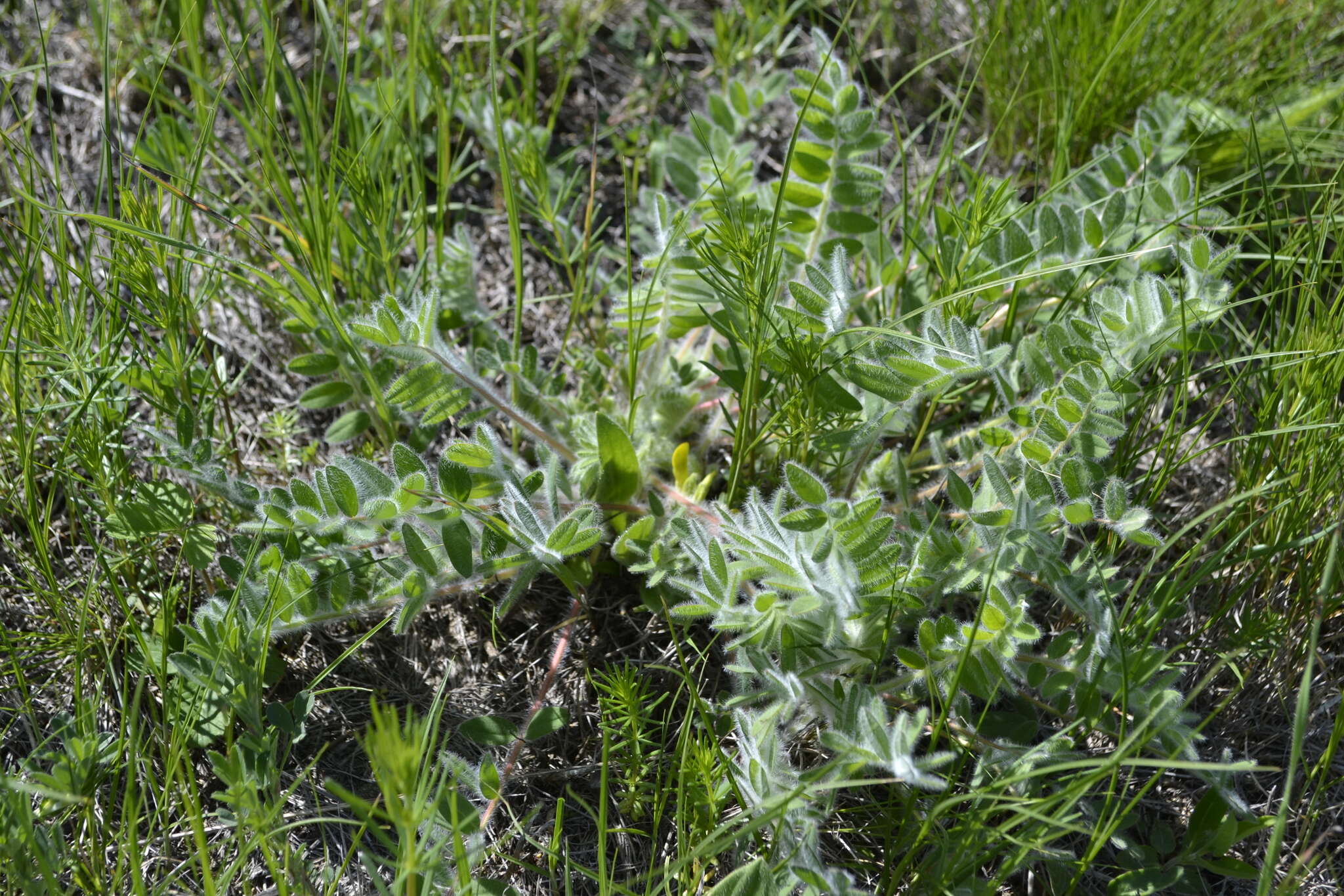 Image de Astragalus exscapus subsp. pubiflorus (DC.) Soó