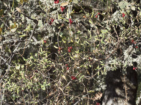 Image de Lonicera interrupta Benth.