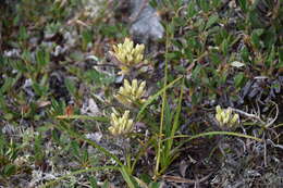 Image of northern Indian paintbrush