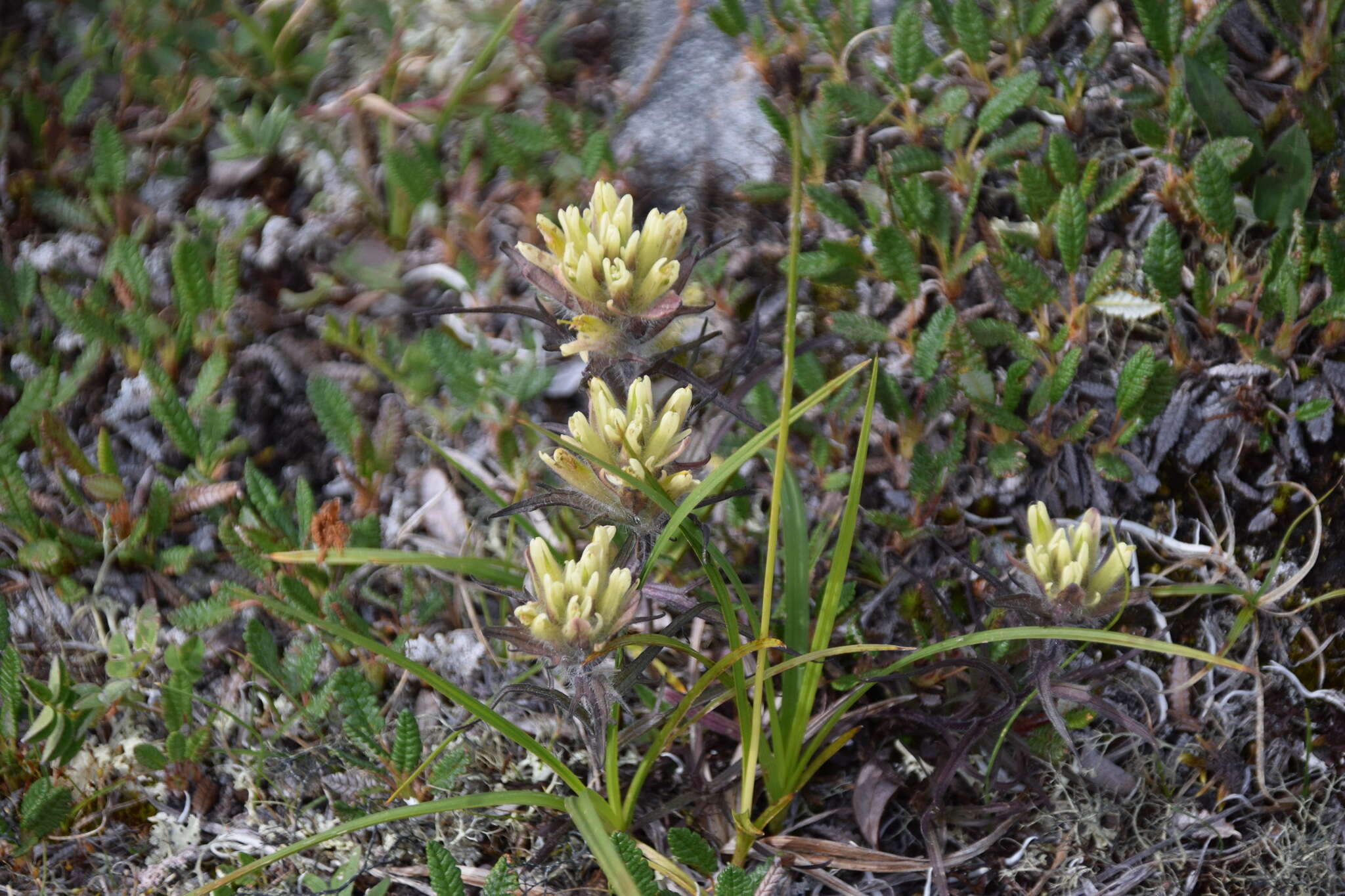 Image of northern Indian paintbrush