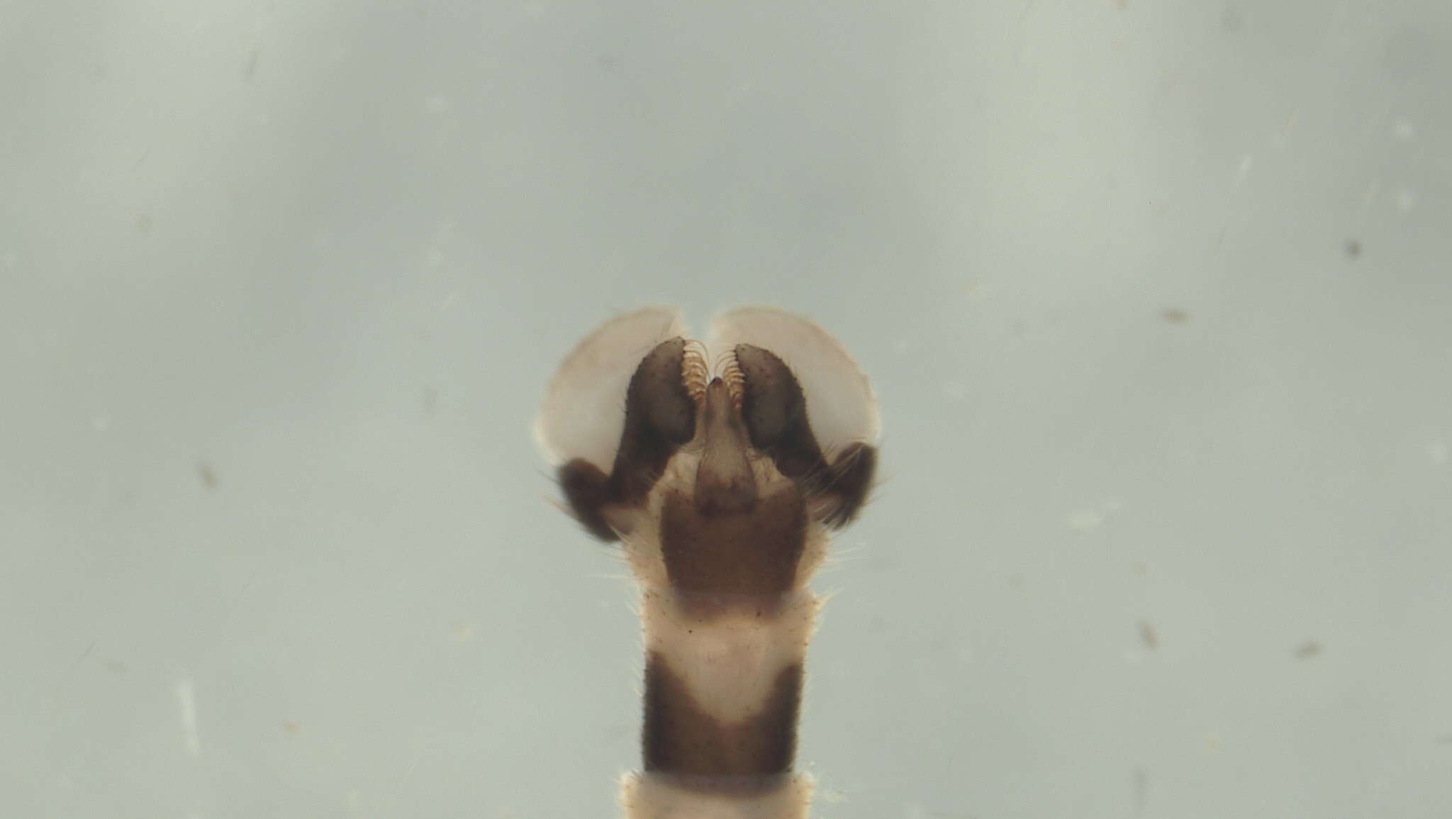 Image of Dicranomyia (Dicranomyia) hawaiiensis Grimshaw 1901