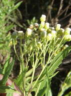 Plancia ëd Nidorella ivifolia (L.) J. C. Manning & Goldblatt