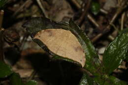 Image of Strepsigonia diluta Warren 1897