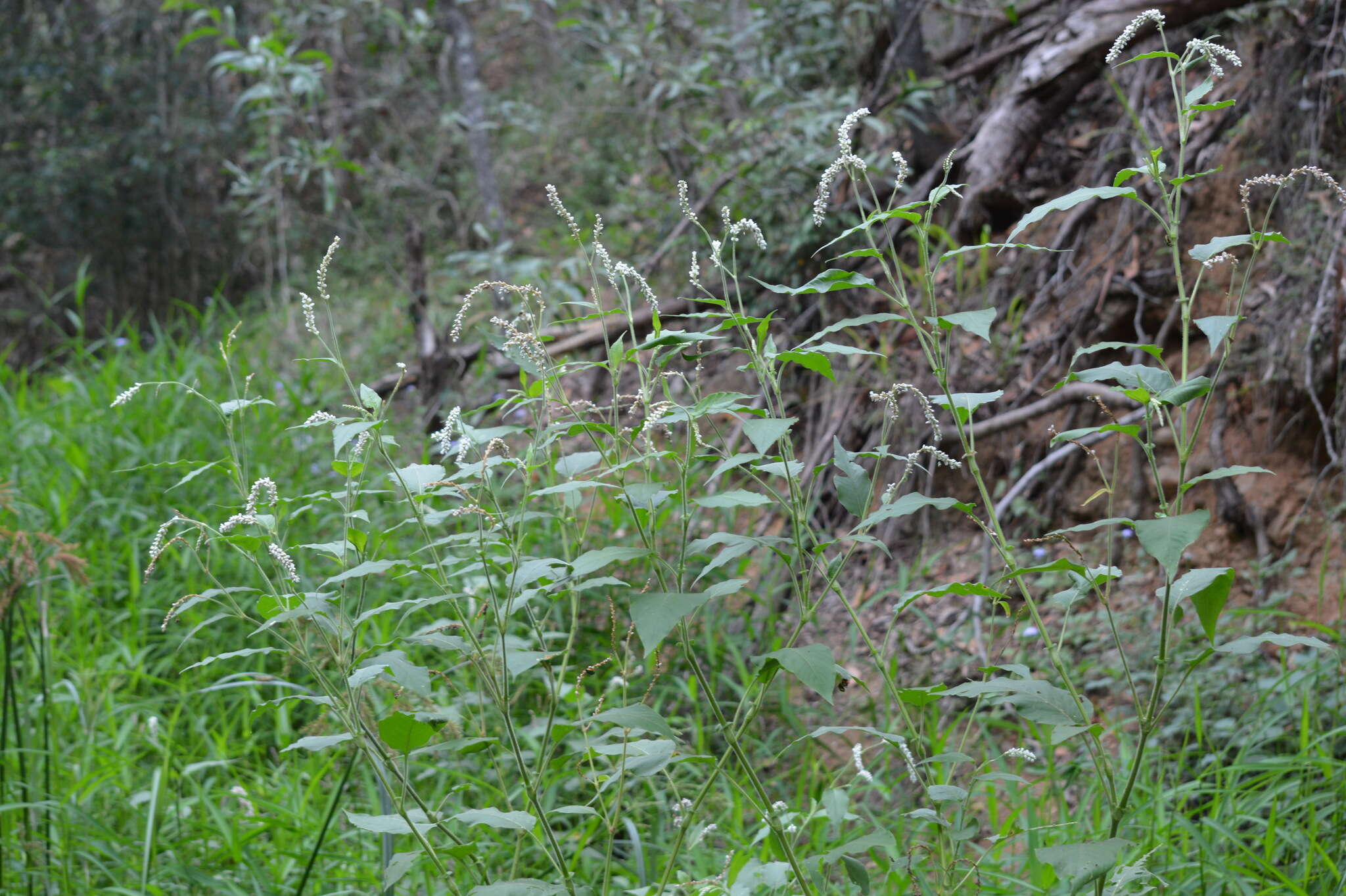 صورة Persicaria orientalis (L.) Spach