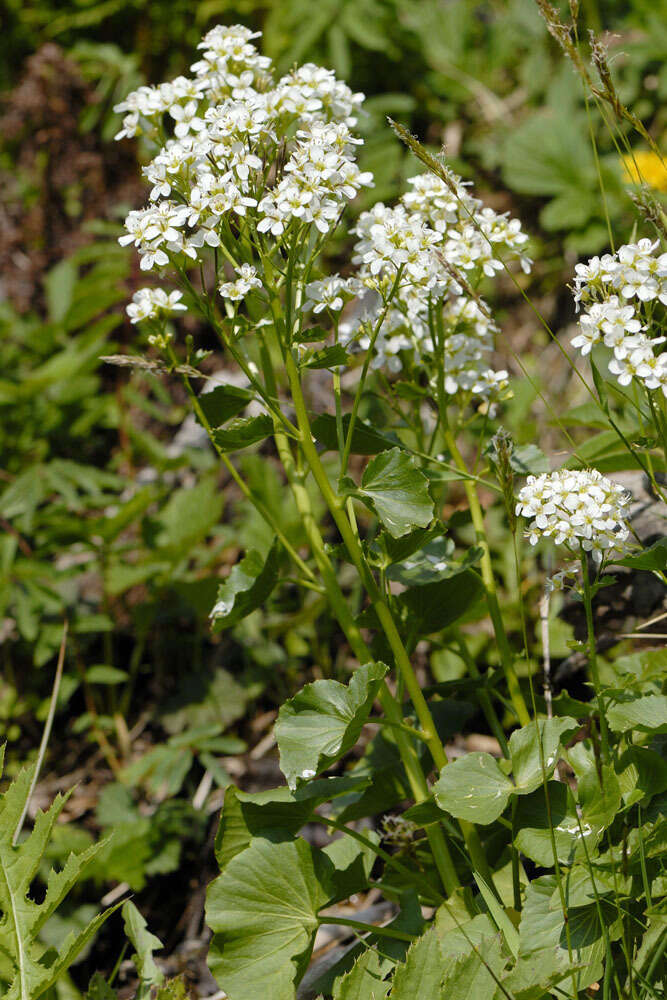 Imagem de Cardamine asarifolia L.