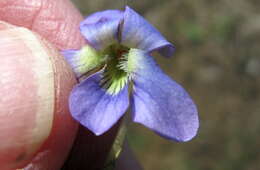 Image of <i>Viola <i>sororia</i></i> var. sororia