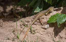 Image of African Five-lined Skink