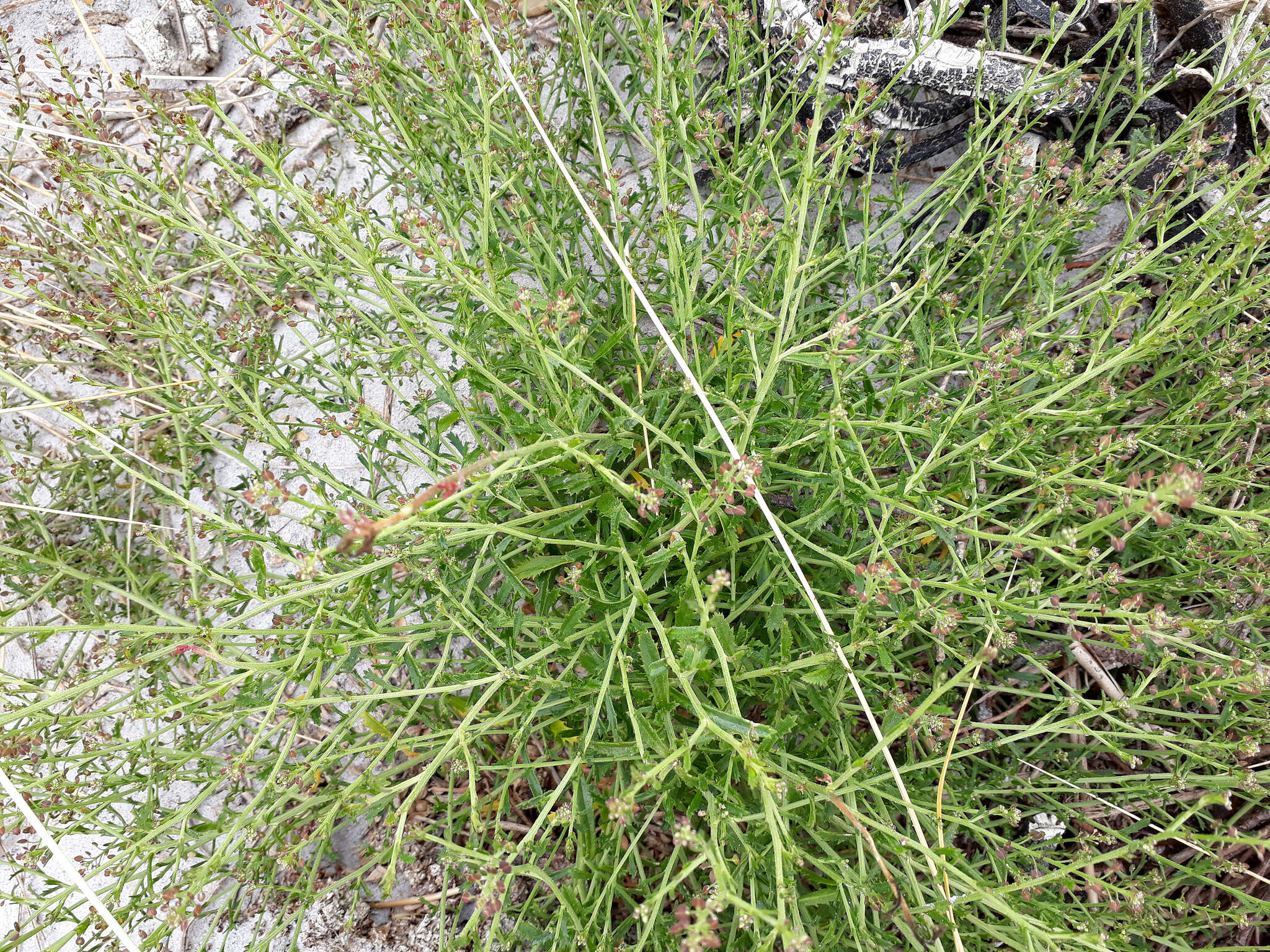 Image of Lepidium desvauxii Thell.