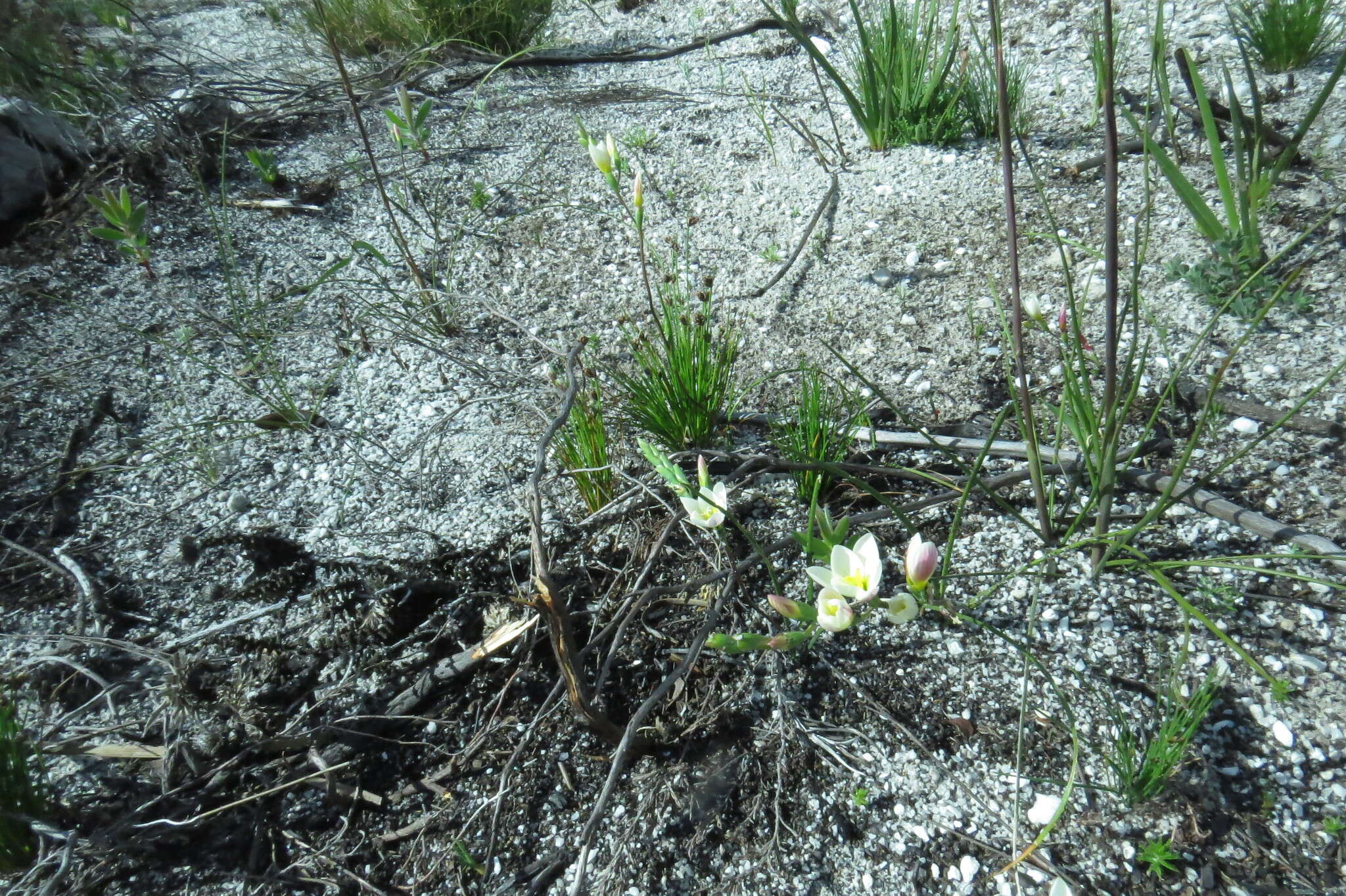 Image of Geissorhiza hispidula (R. C. Foster) Goldblatt