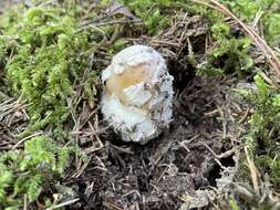 Image of Amanita orientigemmata Zhu L. Yang & Yoshim. Doi 1999