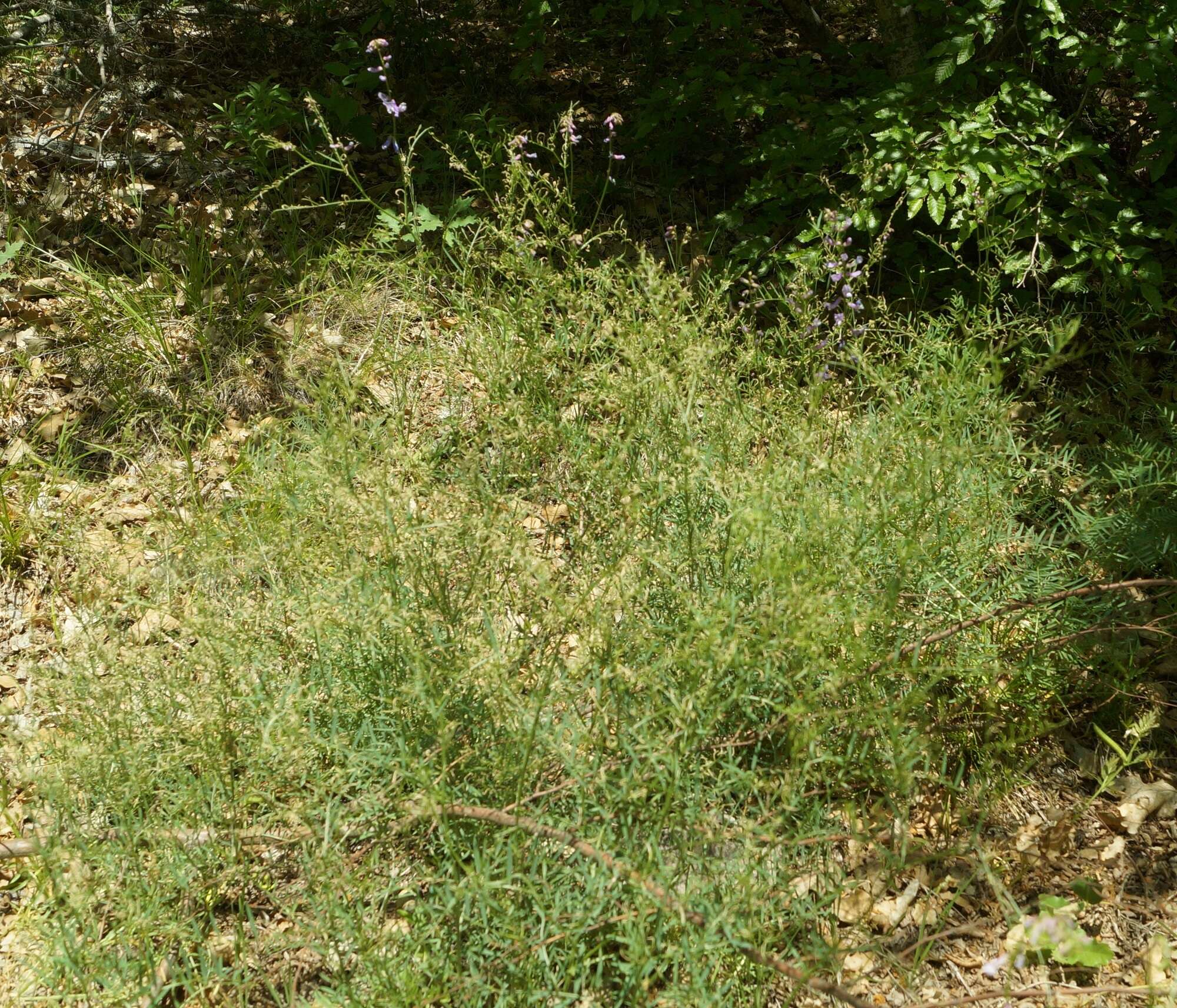 Image of Vicia tenuifolia subsp. elegans (Guss.) Nyman