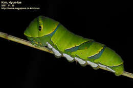 Image of Asian swallowtail