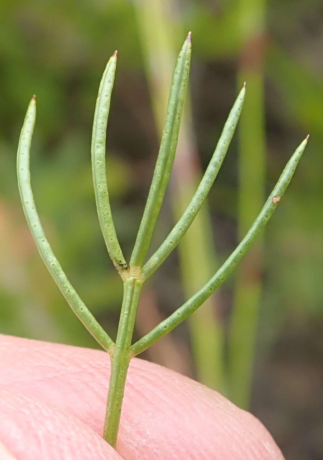 Image of Psoralea azuroides