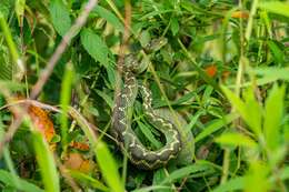 Green Bush Viper - Encyclopedia of Life