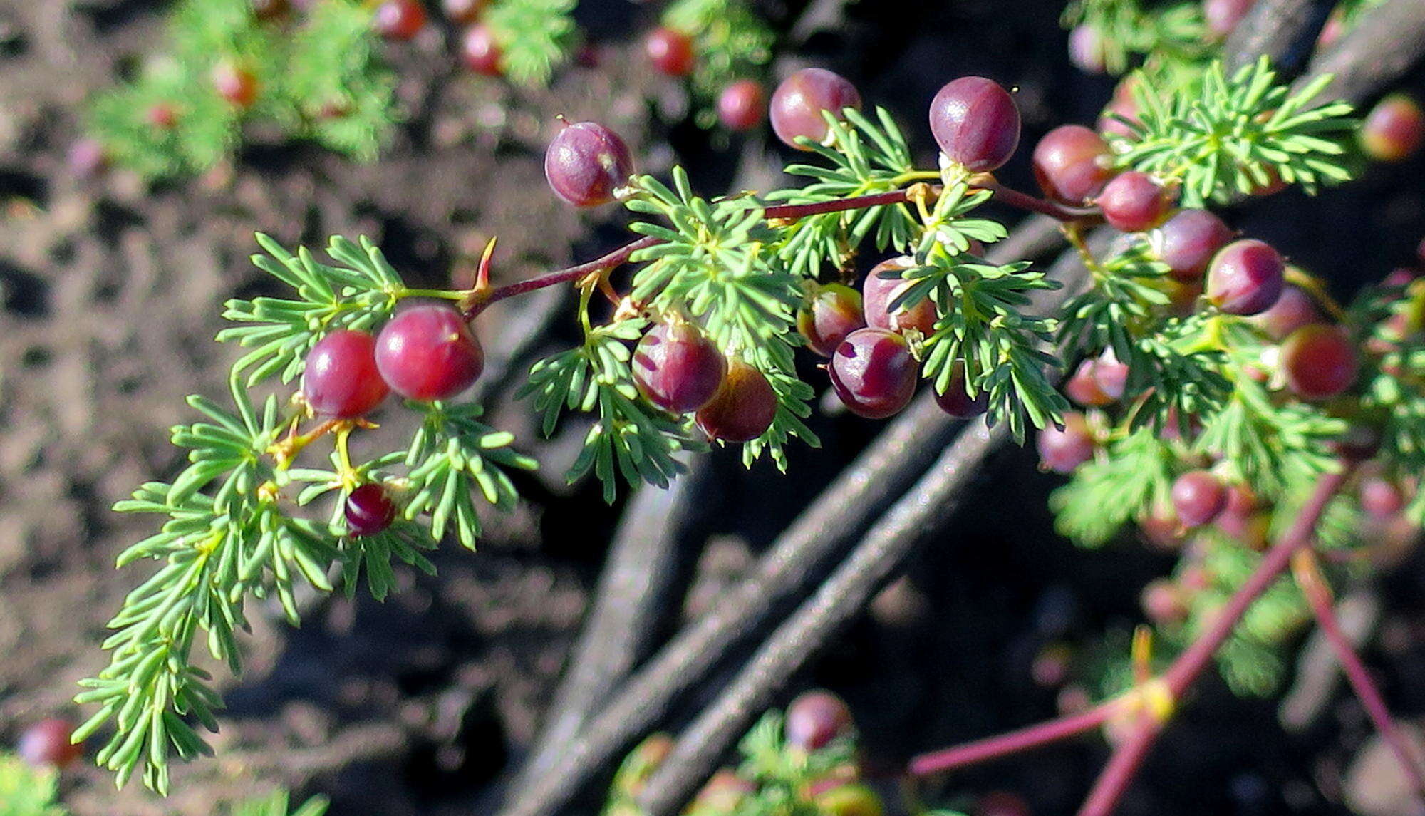 Image of Asparagus rubicundus P. J. Bergius