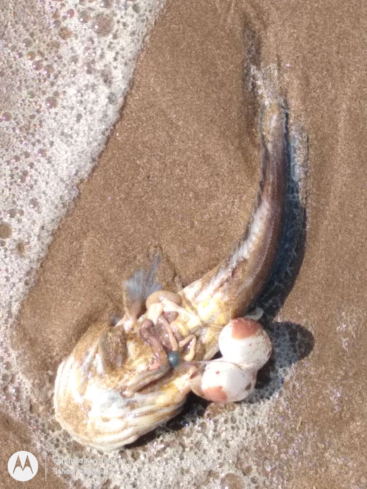 Image of Toadfish
