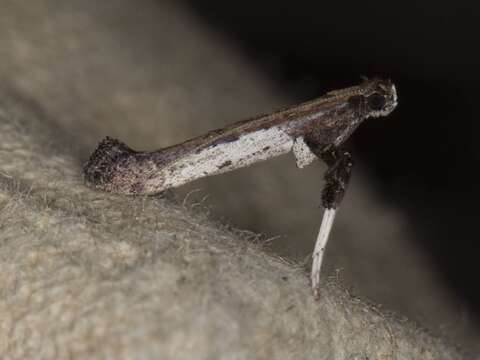 Image of Caloptilia ovatiella Opler 1969