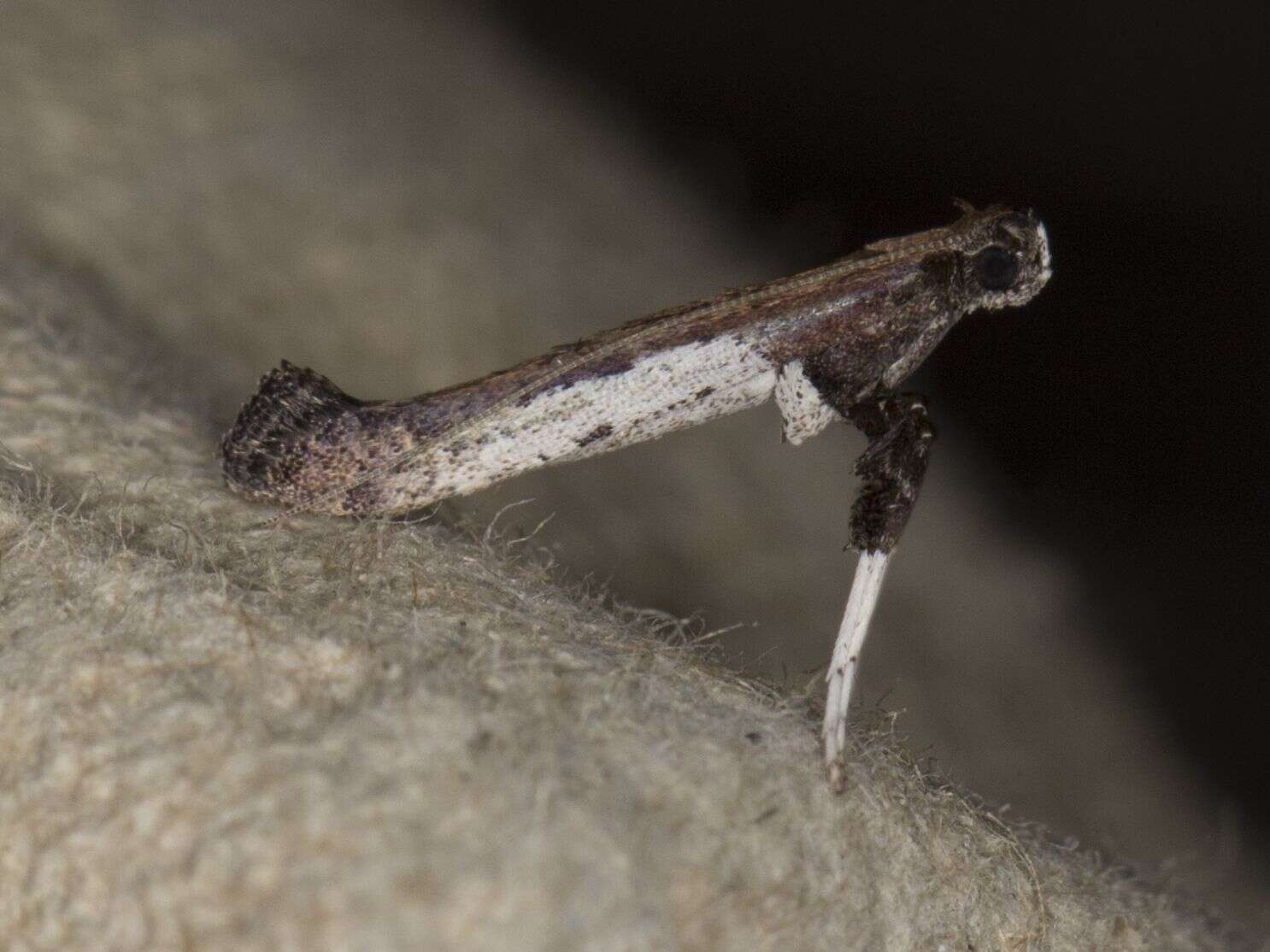 Image of Caloptilia ovatiella Opler 1969