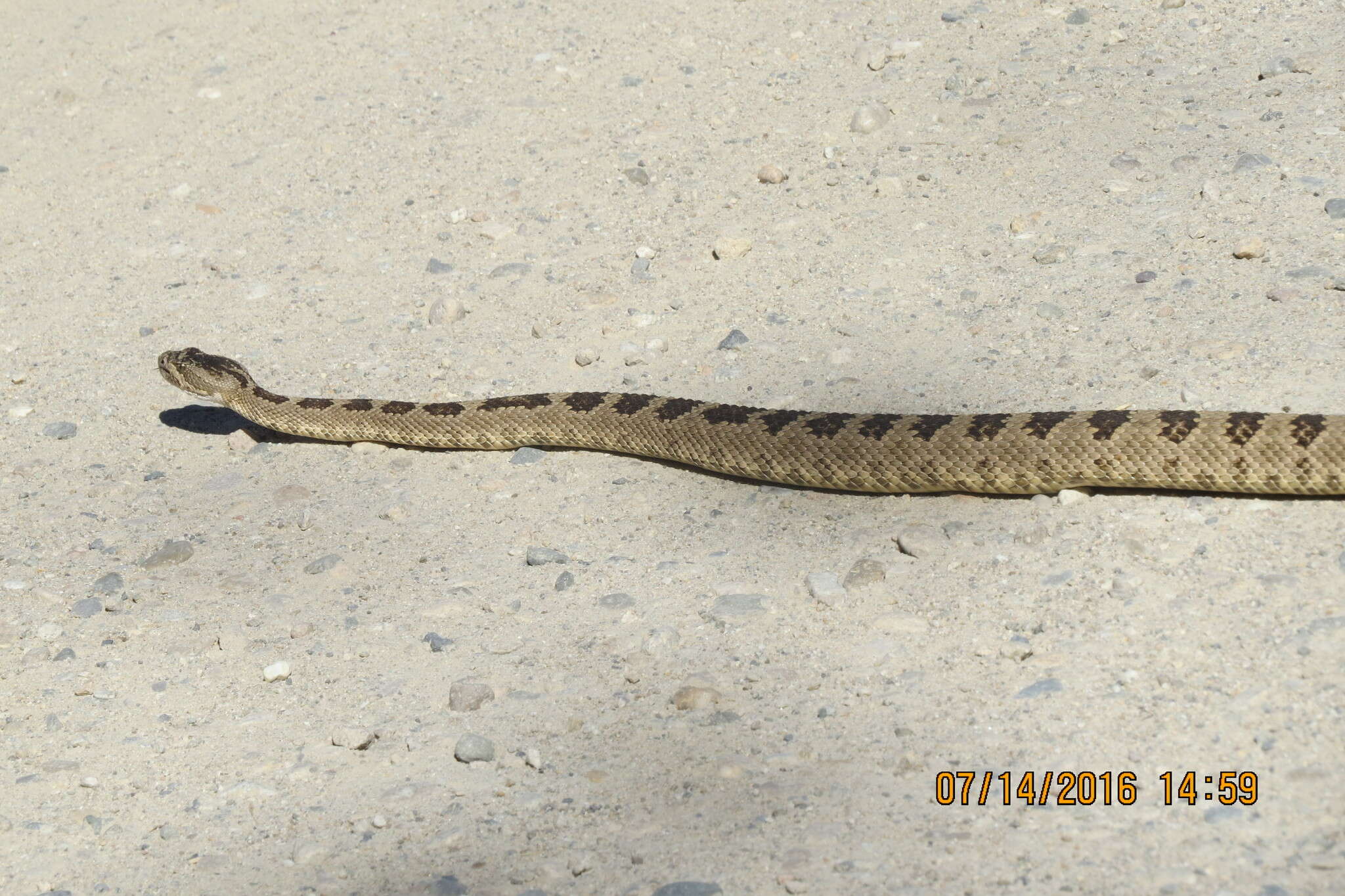 Image of Crotalus oreganus lutosus Klauber 1930