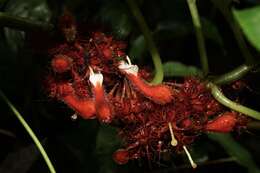 Image of Glossoloma medusaeum (L. E. Skog) J. L. Clark