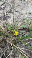 Image of Glossy-Seed Yellow Star-Grass